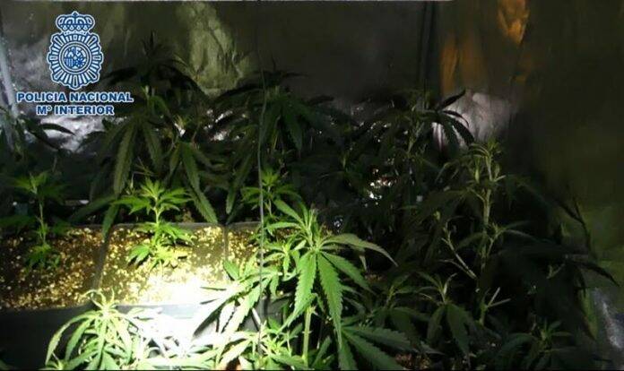 Plantas marihuana incautadas
