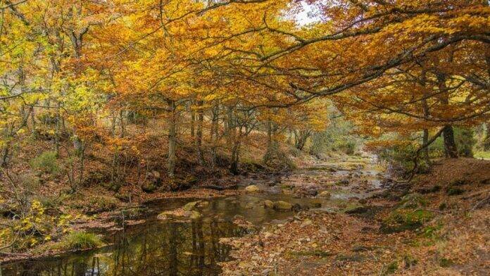 Bosques preciosos que visitar en otoño sin salir de Madrid