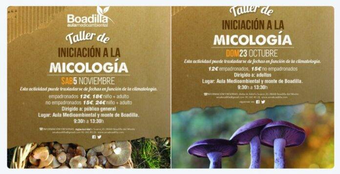 setas en Boadilla del Monte