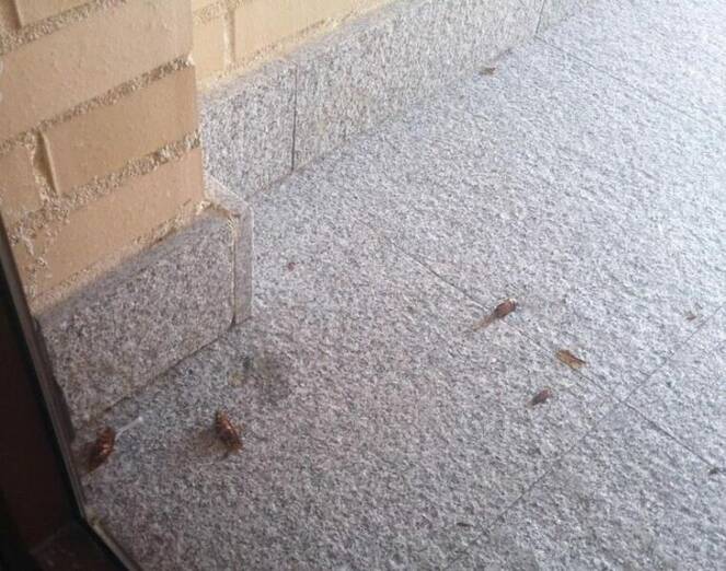 Campaña plagas roedores insectos Móstoles