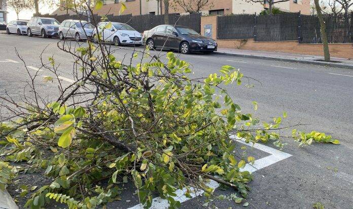 arrancan las podas en boadilla del monte
