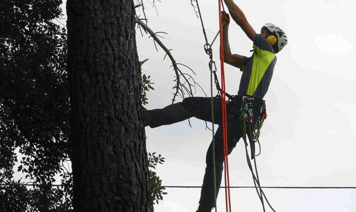 Boadilla del monte poda de árboles