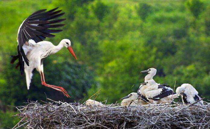 cigueña boadilla del monte