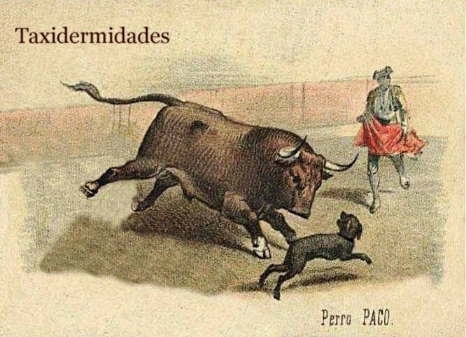 El Perro Paco: el 'madrileño' más famoso del siglo XIX perro paco la lidia 24 nov 1882