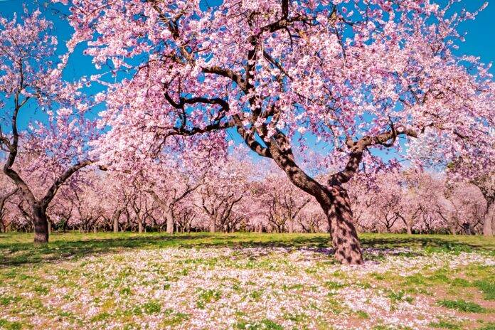 Portada Quinta de los Molinos