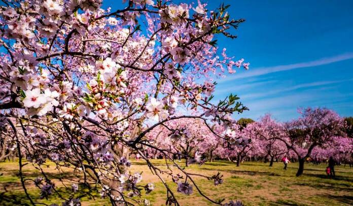 La Quinta de los Molinos: la 'flor' de la primavera madrileña almendros flor quinta molinos madrid 1