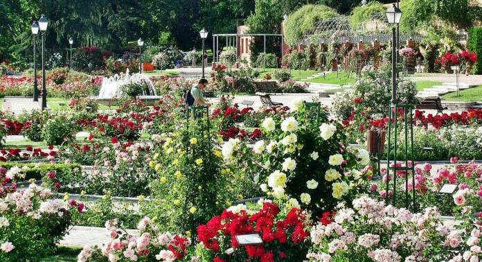 Las rosaledas de Madrid: el 'país de las maravillas' en plena capital madrid rosaleda parque oeste 001