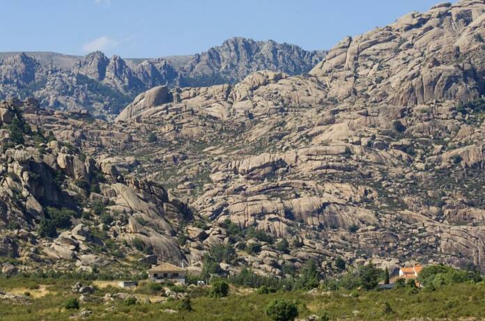 La Pedriza alberga más de 100 crías de buitre leonado pedriza