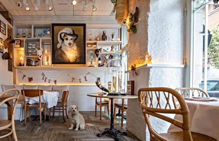 Portada Dog y Galleta