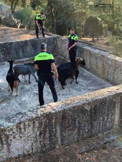 Los animales y el tráfico protagonizan las actuaciones de la policía local