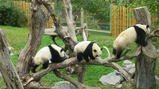 La curiosa manera de combatir la ola de calor de los animales del Zoo Aquarium oso panda 644x362 1
