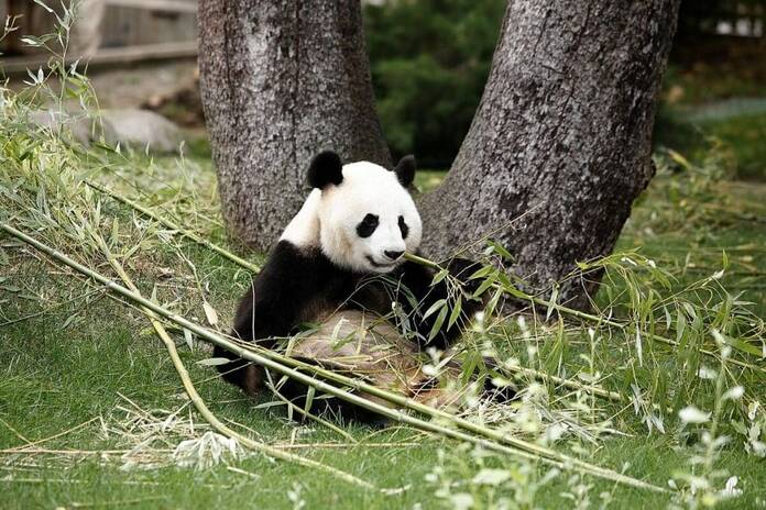 El Zoo de Madrid espera el nacimiento de un nuevo oso panda 16184956066677