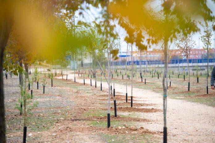 Alcalá de Henares apuesta por incrementar su Patrimonio Verde con una gran plantación arbolea 4 1