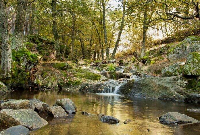 Portada Abedular de Canencia