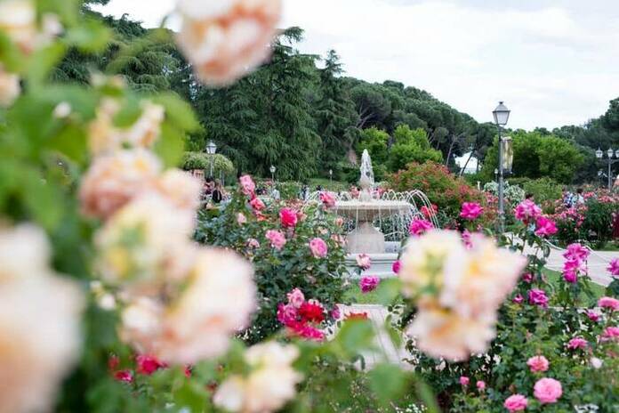 La rosa más bonita de Madrid se encuentra escondida en el Parque del Oeste Popular 6 1