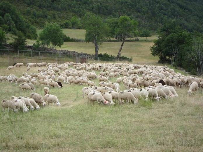 Los ganaderos aún explotan las subvenciones por "ataques de buitre" en Madrid fotonoticia 20220329171401 1200