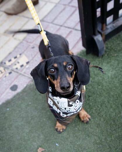 CANDESTINO, el concierto que deja huella candestino3