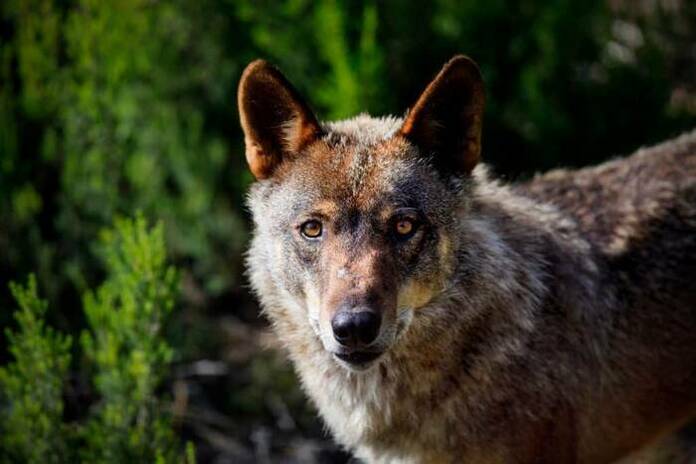 UGAMA alerta sobre el ataque de lobos en la región: «Cada vez más urbanos» 1 UGAMA lobos