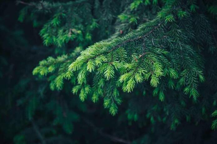 Ventajas de un abeto natural vs. un abeto de plástico, por Navet 1 Ventajas de un abeto natural vs. un abeto de plástico, por Navet Ventajas de un abeto natural vs un abeto de plastico
