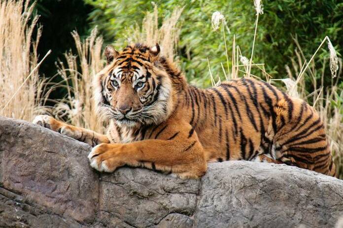 Faunia de Madrid: un mosaico de biodiversidad en la capital 3 EL IMPACTO DEL CAMBIO CLIMรTICO