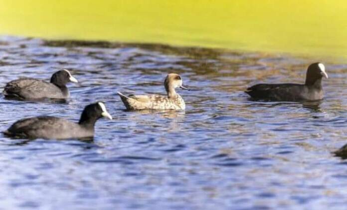 La cerceta pardilla, reintroducida y protegida en Madrid
