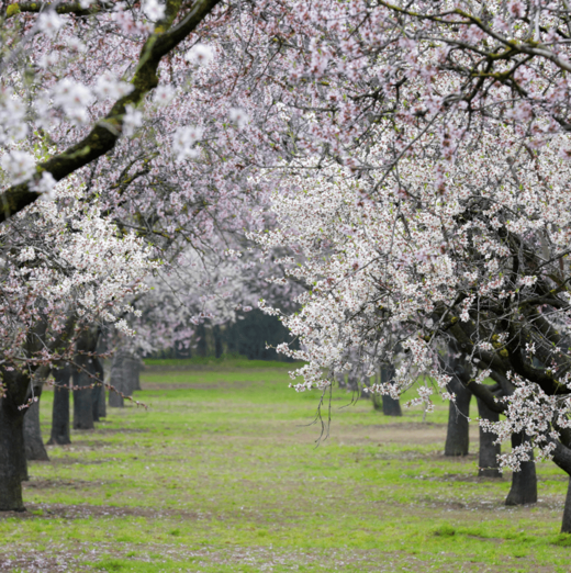 Quinta de Los Molinos: El Parque Secreto de Madrid que florece en primavera quinta los molinos
