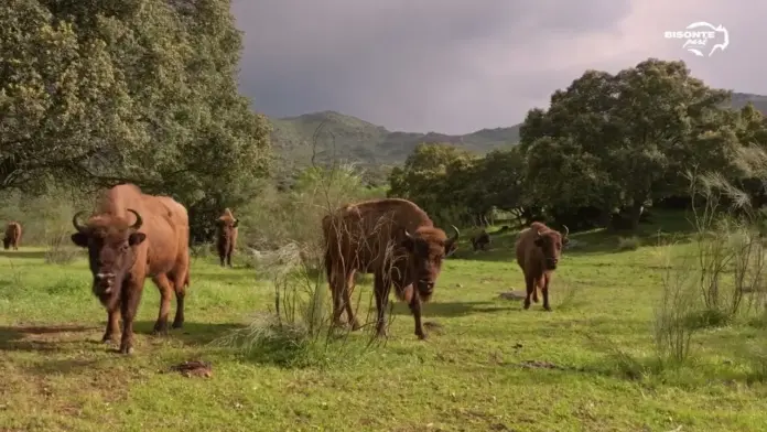 Bisontes Park