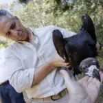 Cría de Buitre negro anillado