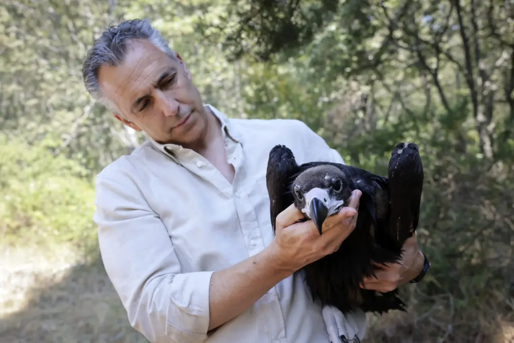 El milagro del buitre negro en Guadarrama: una unidad de élite ha salvado a la especie de la extinción 1 El milagro del buitre negro en Guadarrama: una unidad de élite ha salvado a la especie de la extinción DSX7271