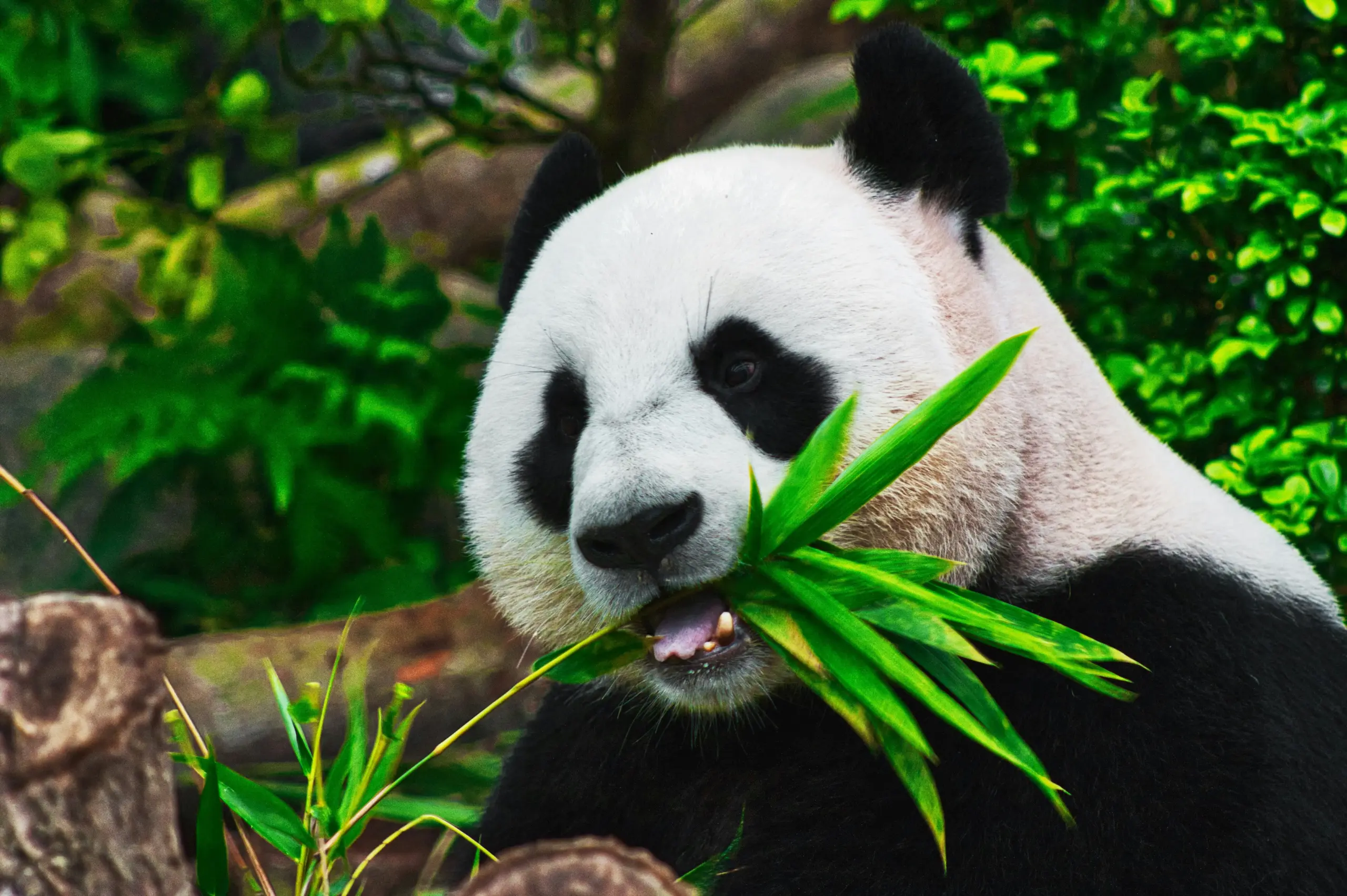Zhu Yu, el panda del Zoo de Madrid, cumple seis años: plan familiar en la Casa de Campo 1 Zhu Yu panda